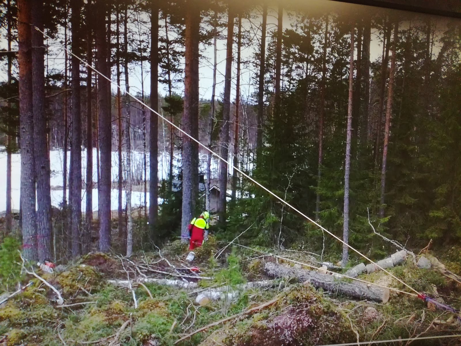 Pihapuiden kaadot sopimuksen mukaan esteettömistä pihoista. Käteisellä edetään