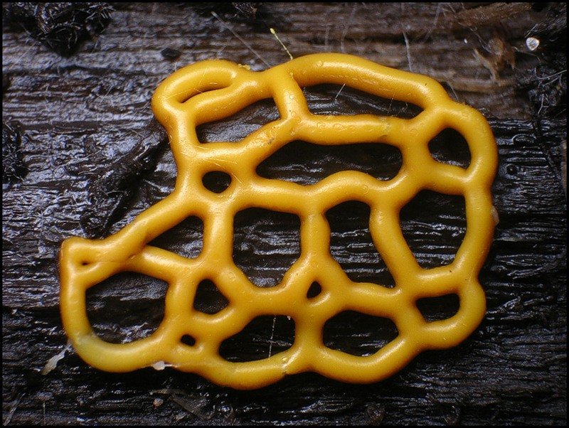 Acellular Slime Mold