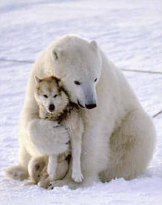 bear hugging human