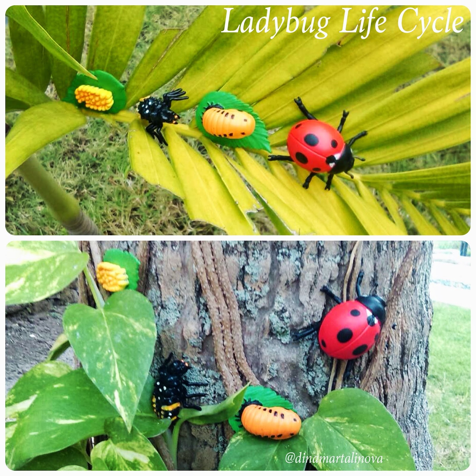 Raising A Montessorian: Science: Life Cycle of a Ladybug