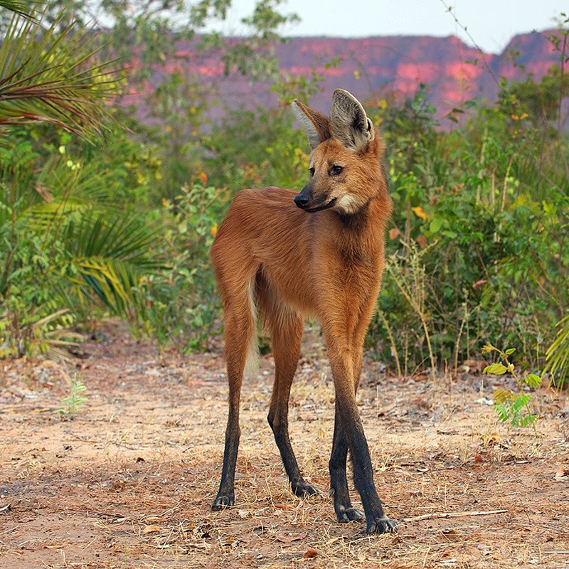 Animals You May Not Have Known Existed - The Maned Wolf