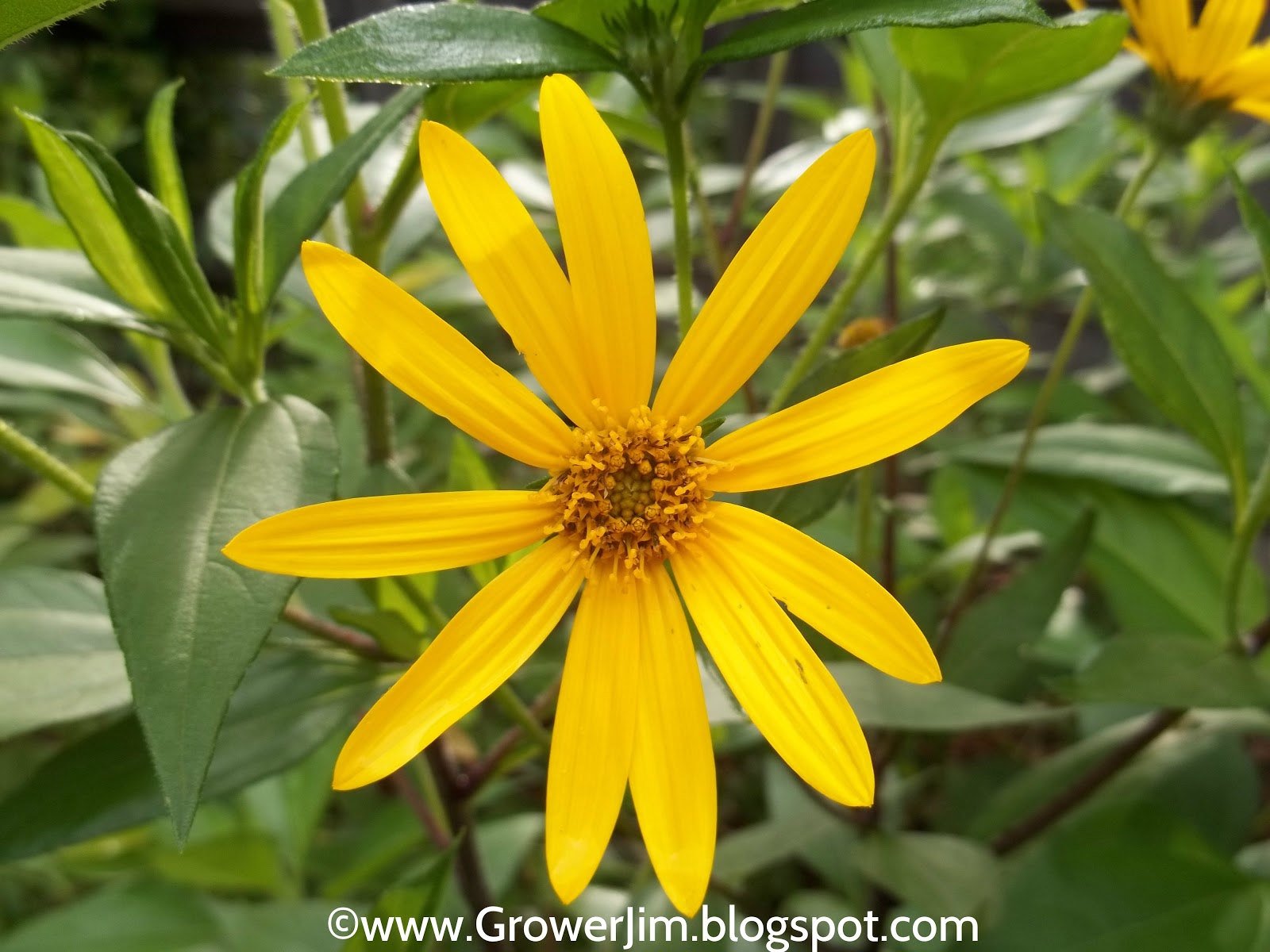Garden Adventures Sunchoke (Helianthus tuberosus)