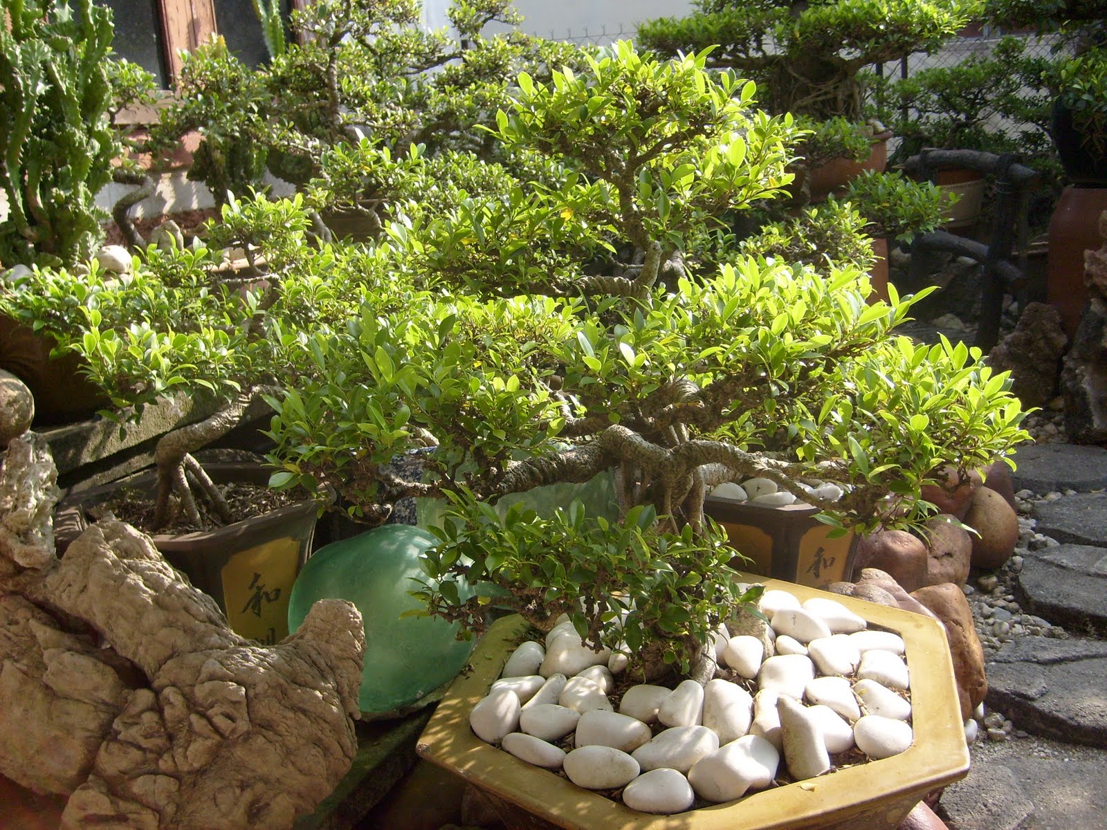 Seni Bonsai Satu Malaysia Pokok Bonsai