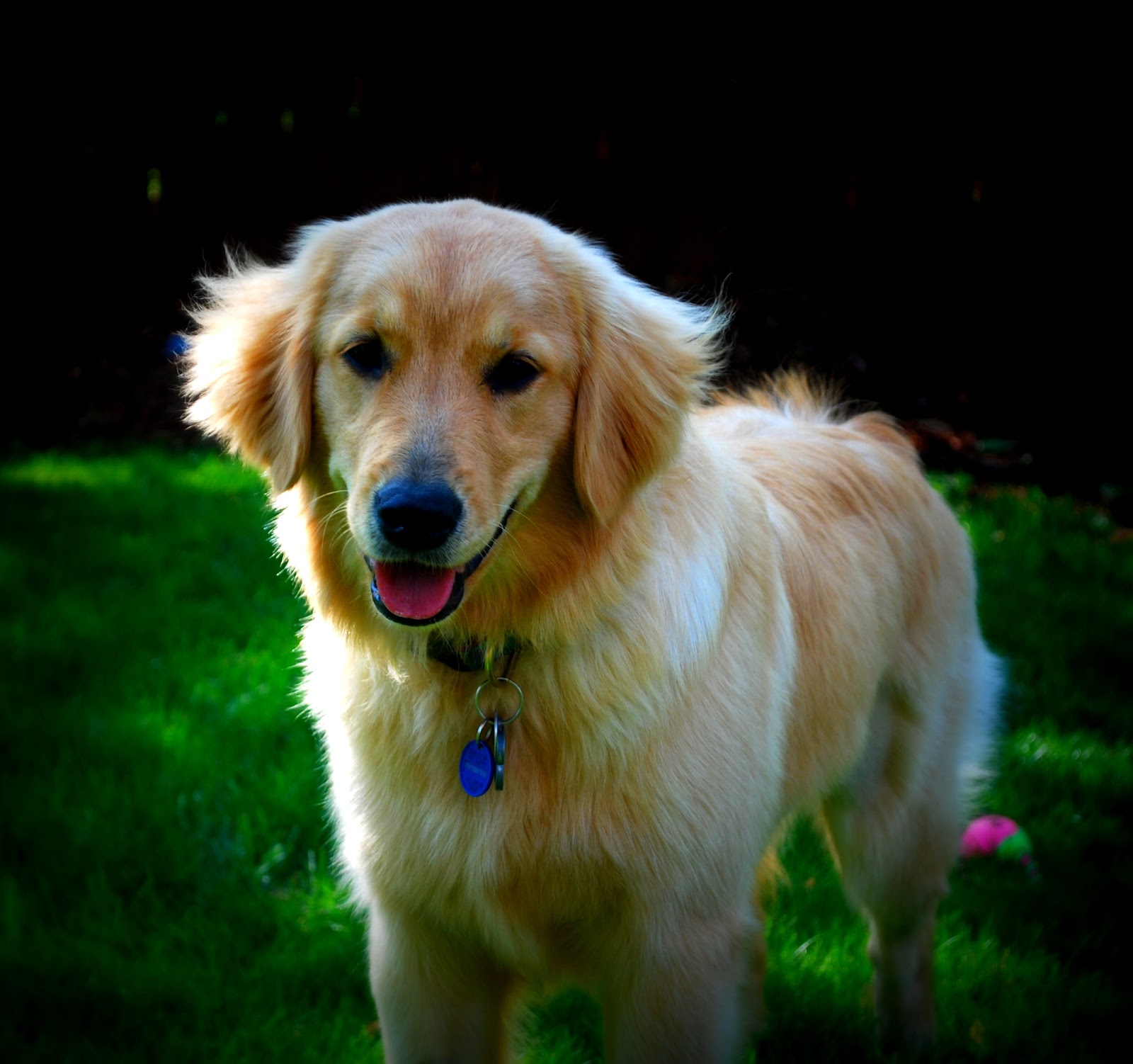 Mountain Dog Photography