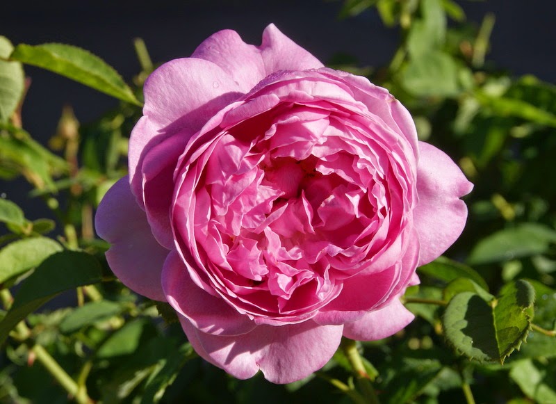 Organic Garden Dreams: October Roses