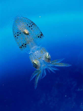 Squid | Endangered Animals Facts, Wildlife Pictures And Videos