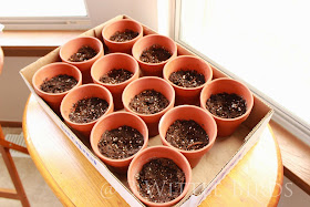 3 Wittle Birds: Daisy Flower Garden Journey: Session 1