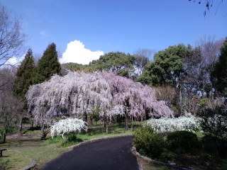 服部緑地都市緑化植物園ブログ しだれ桜 平成２４年４月６日