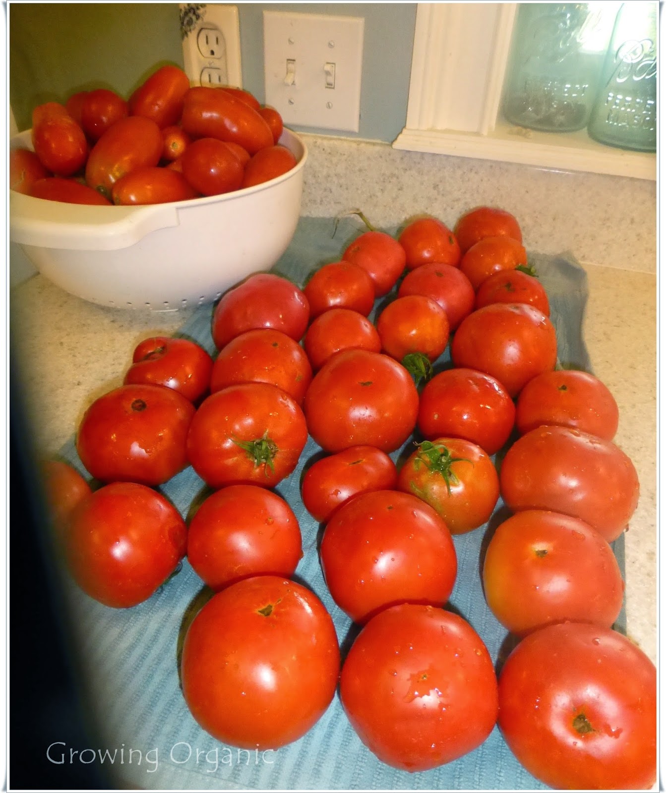 Growing Organic Seasoned Tomatoes Italian, Mexican, & Cajun Spice Blends