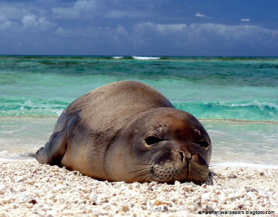14 Quality Hawaiian Monk Seal Wallpapers Animals 14 Quality Hawaiian Monk Seal Wallpapers Animals