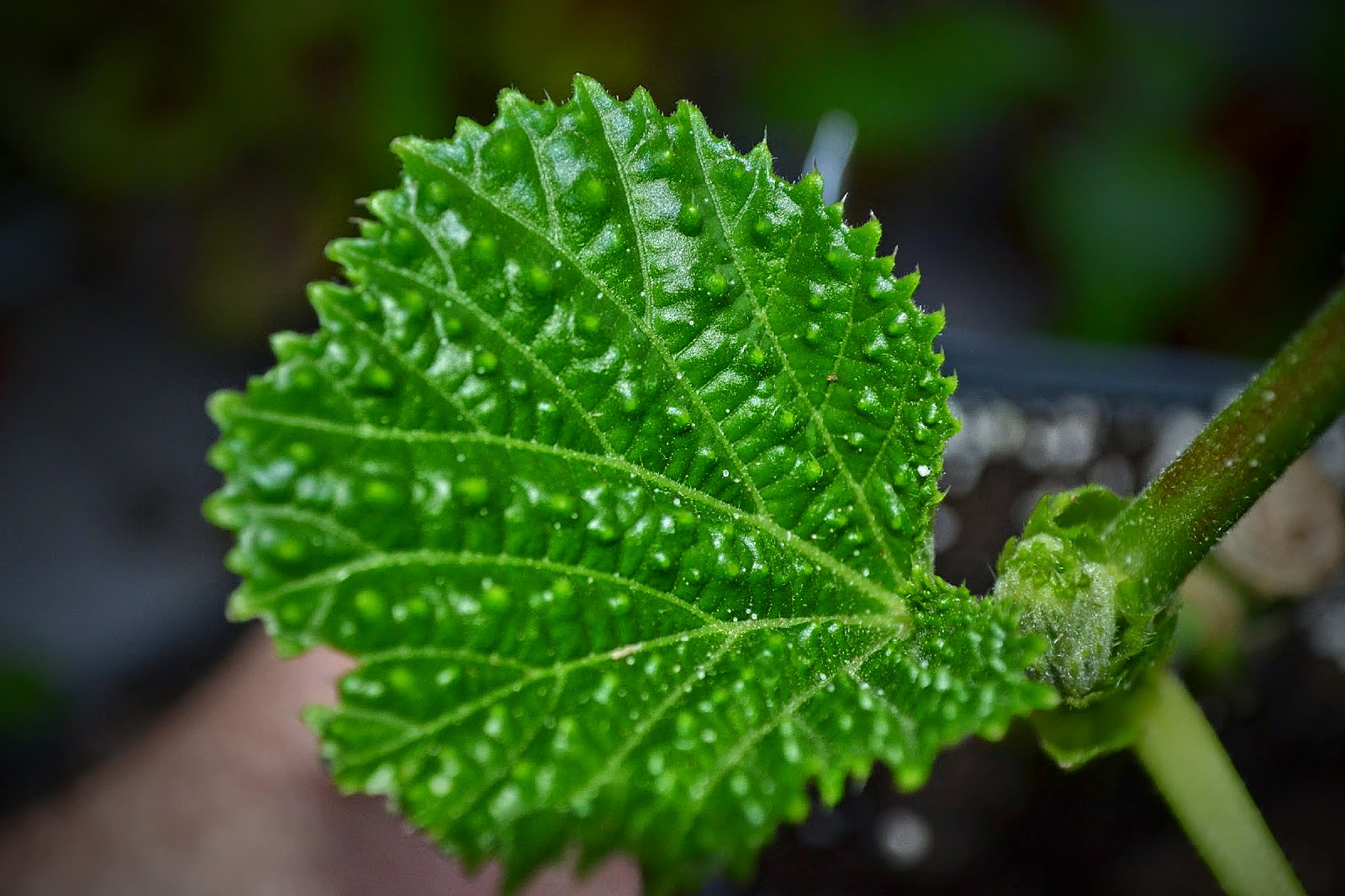 Humanities And Technology Plants Blog Y3 Pittosporum Tenuifolium