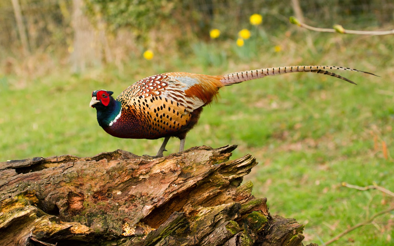 Bfb`s Outdoor Ramblings Pikelow Farm Bird Photography