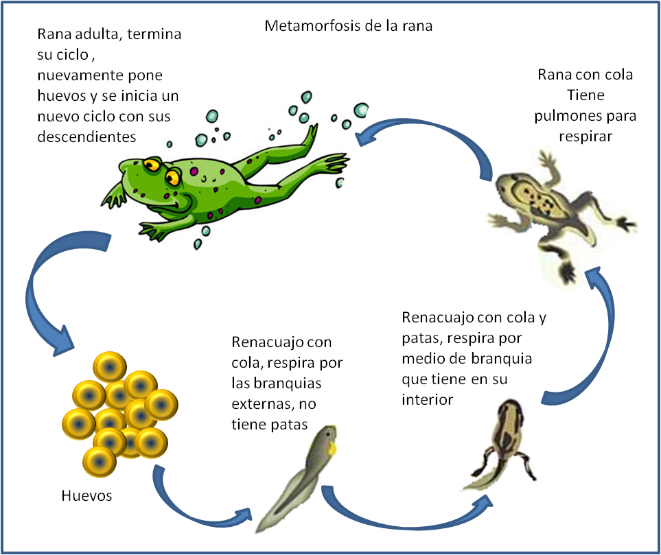 Ciclo de vida de las ranas