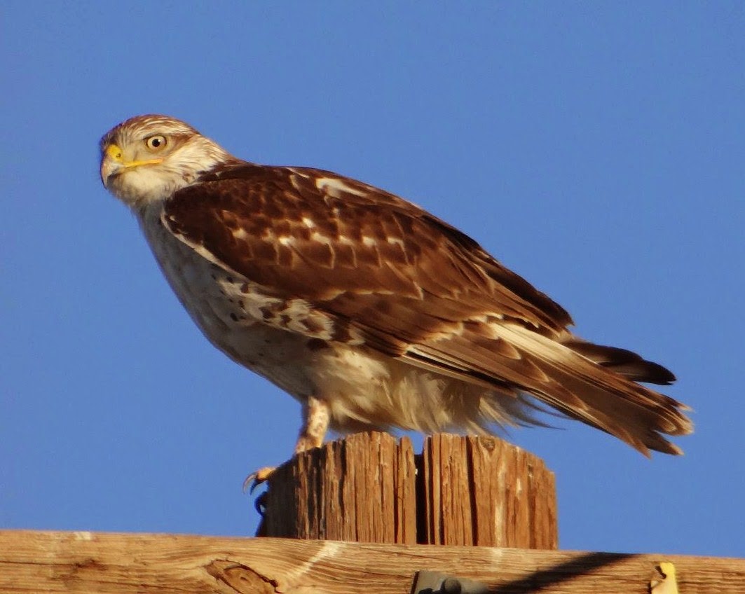 Postcards from Idyllwild Birds of Prey in the Mojave Desert