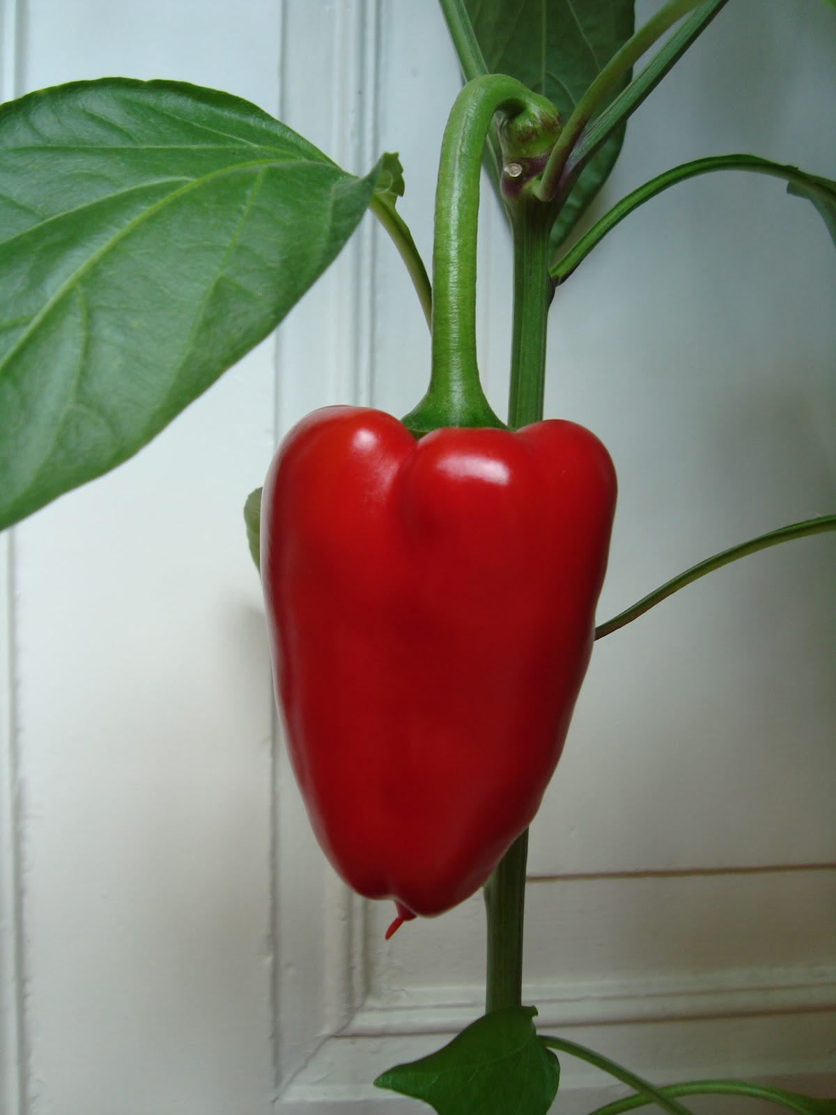 MiniTuinders Van groen naar rood pepers en paprika's