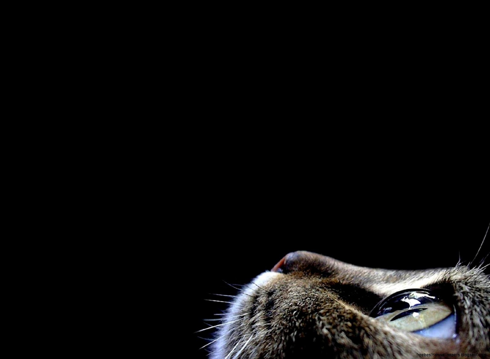 Curious Cat Abstract desktop wallpapers 800x600 Curious Cat Abstract Curious Cat Abstract desktop wallpapers 800x600 Curious Cat Abstract