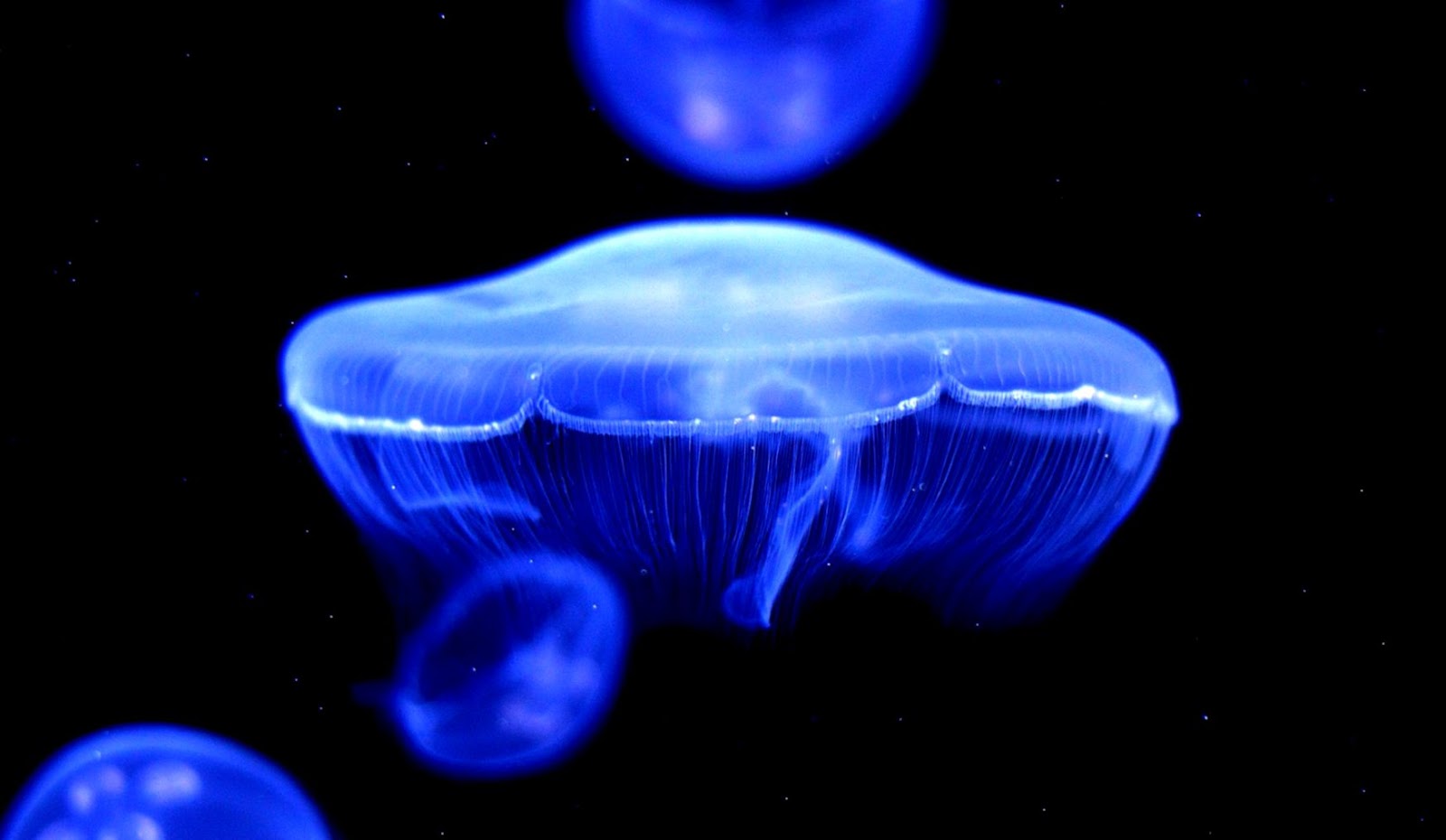 Blue Jellyfish Desktop Backgrounds Blue Jellyfish Desktop Backgrounds