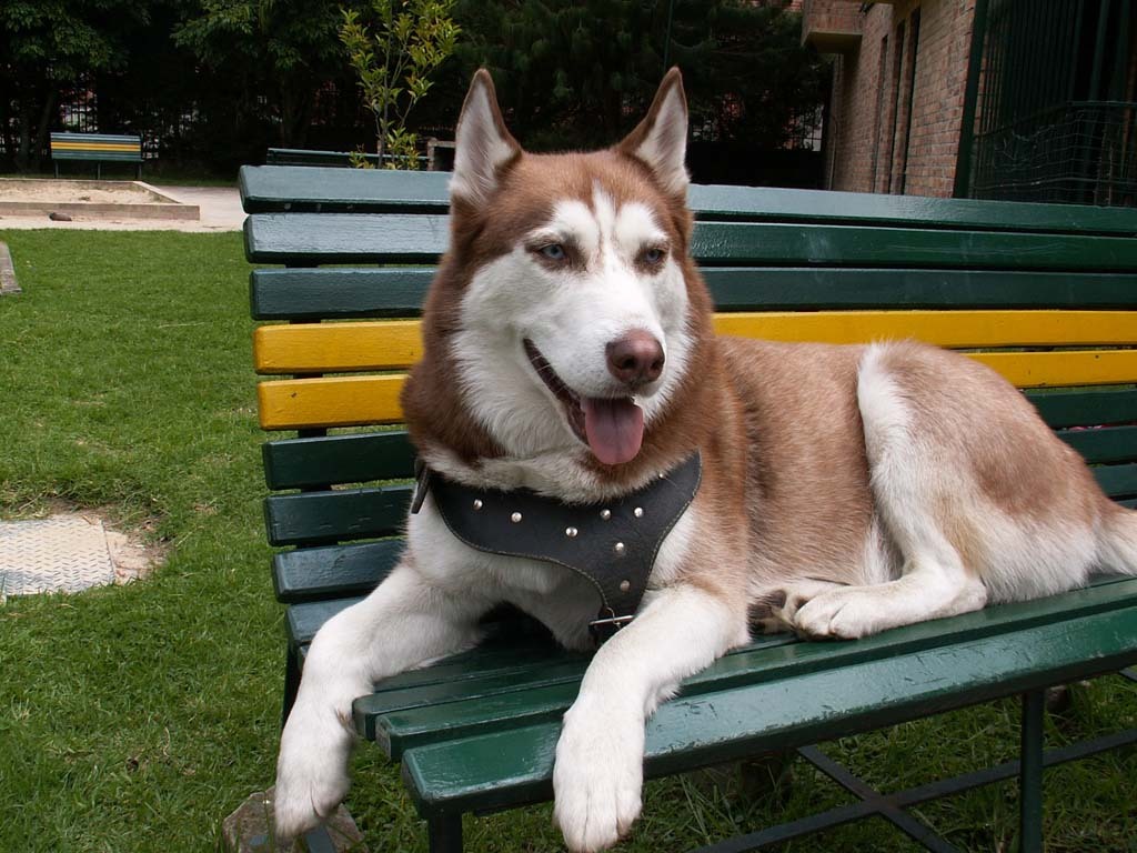 Red Eyed Husky