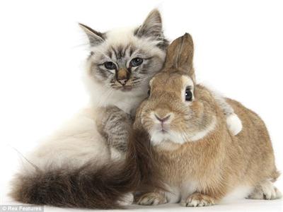Resultado de imagem para gato e coelho