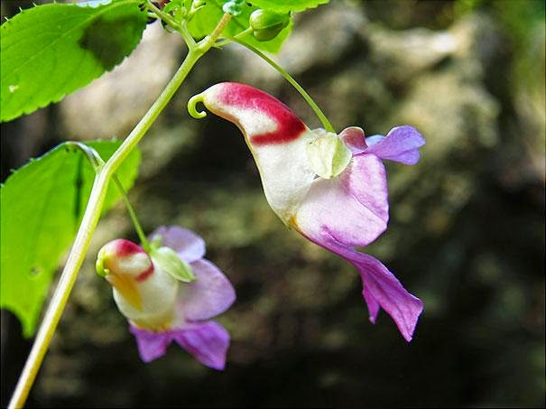 flowers-look-like-animals-people-monkeys-orchids-pareidolia-22.jpg