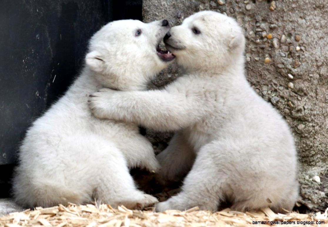 Newborn Baby Polar Bears Amazing Wallpapers