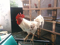 Ayam Jagoan