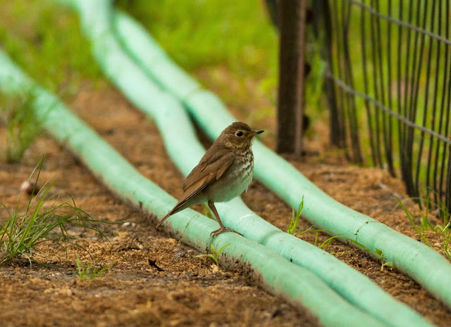 Swainson's Thrush - Central Park, New York