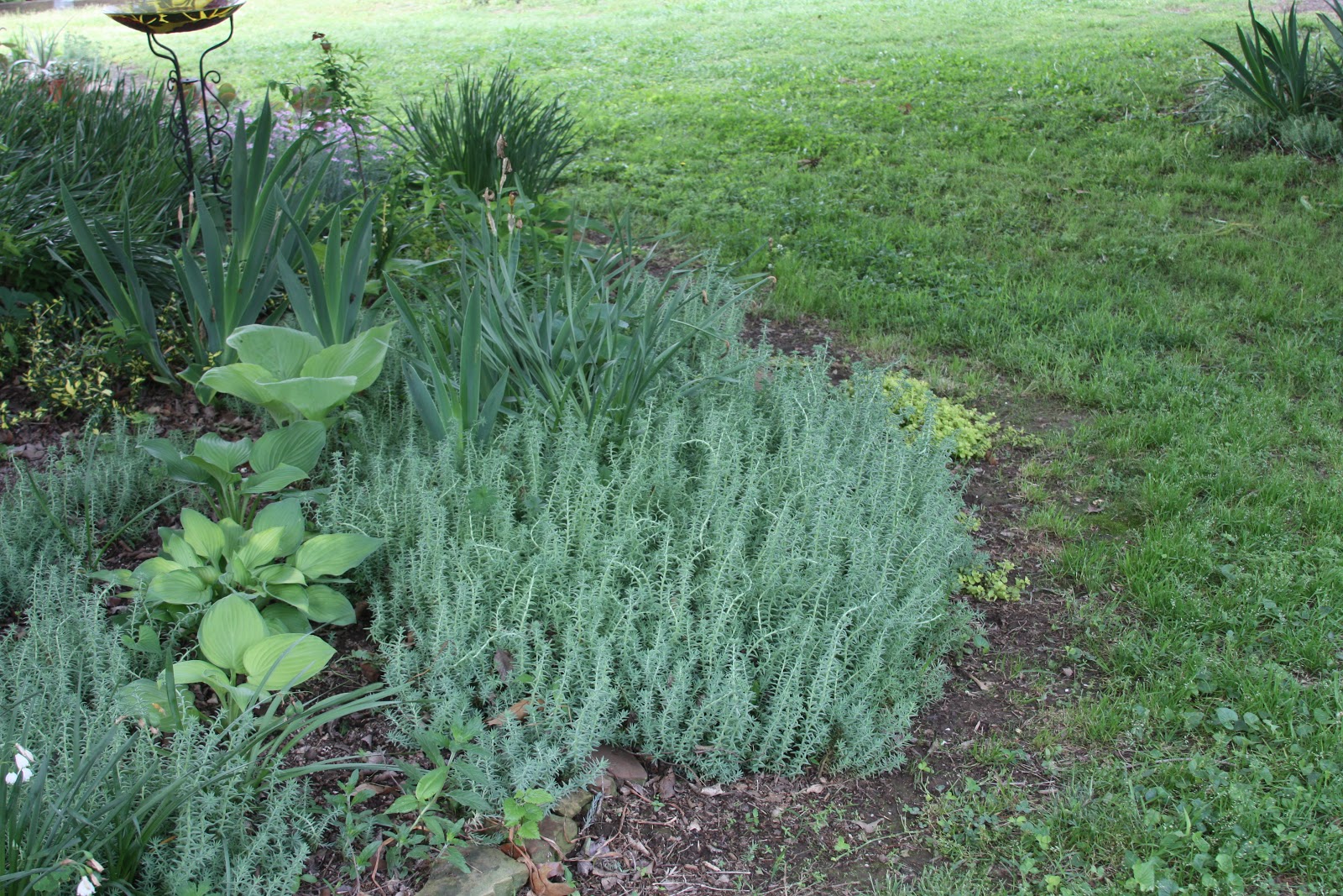 Euonymus Moonshadow Bush