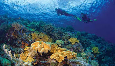 5 Destinasi Wisata Paling Berpotensi Di Indonesia Wakatobi