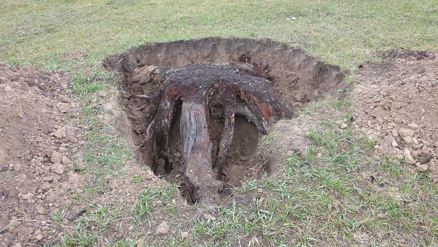Life among the Tall Pines Pocket gophers and tree stump work