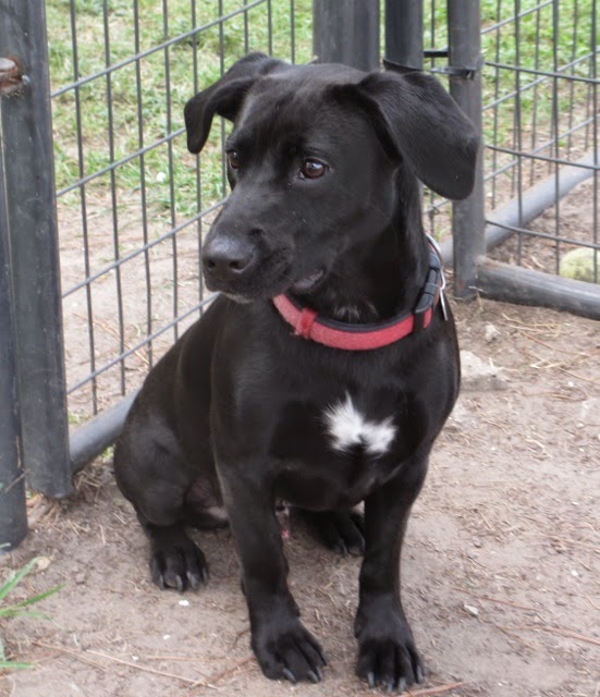 Black lab basset mix dog good with children dogs cats Jefferson