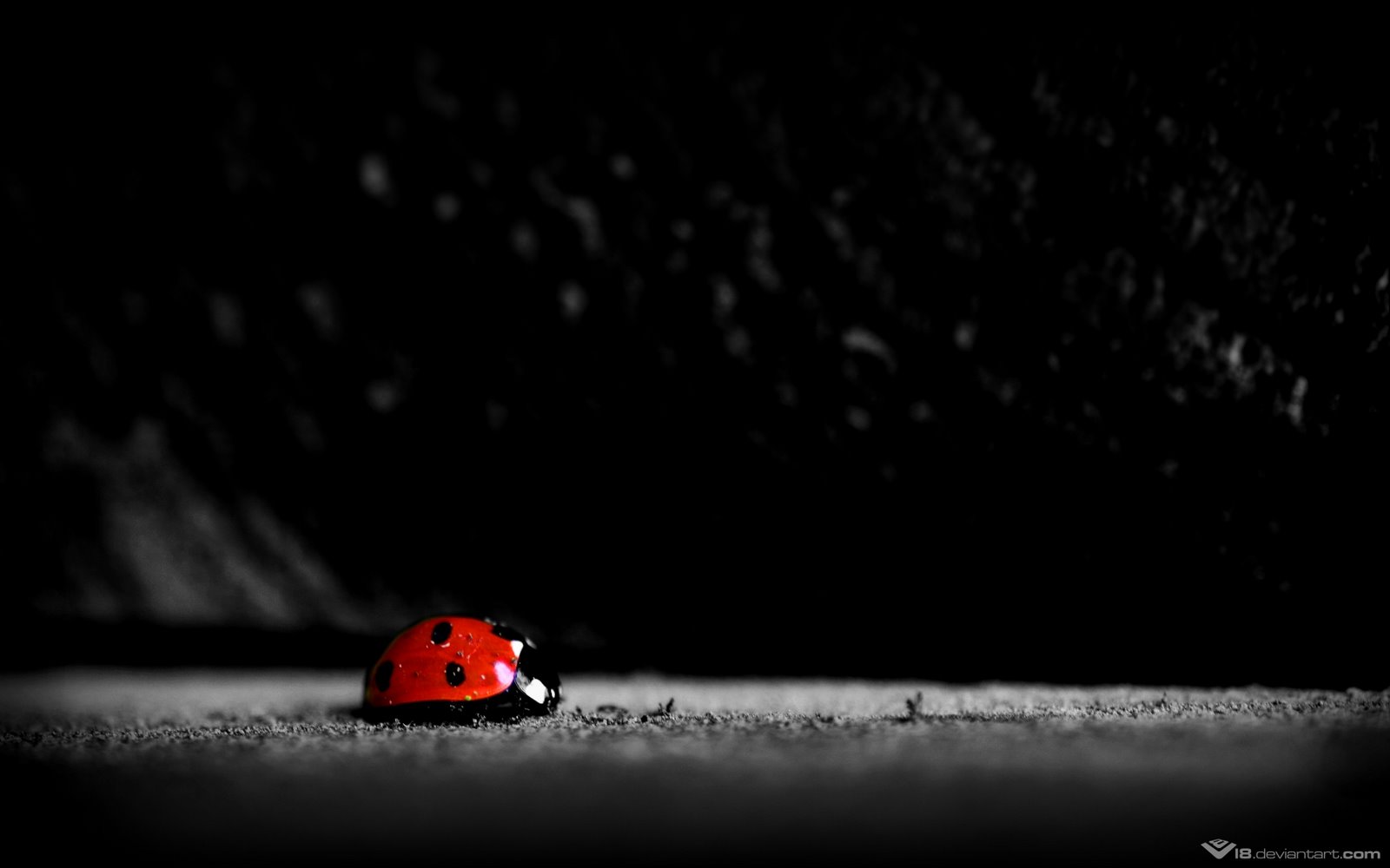 TOP HD WALLPAPERS: HIGH DEFINITION BLACK & WHITE WALLPAPERS