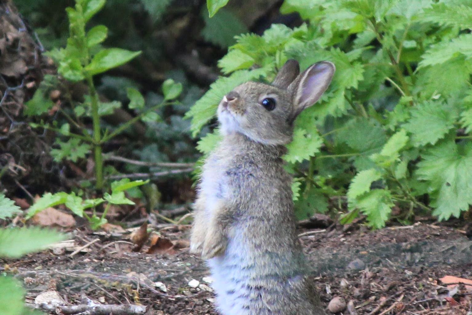 Animals and kids: Cute baby rabbits