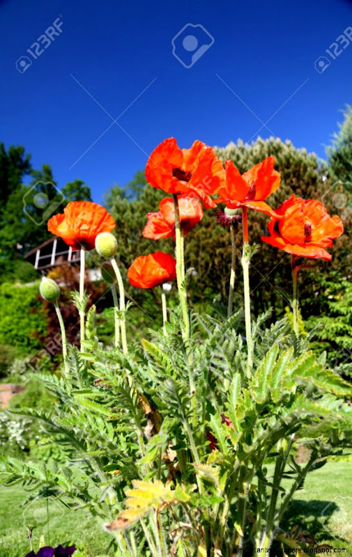 Shiny Red Poppy Flower Plant Blossoming Flower In The Garden Stock Shiny Red Poppy Flower Plant Blossoming Flower In The Garden Stock