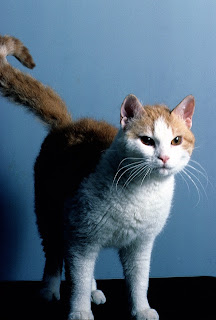 American Wirehair Cat Pictures