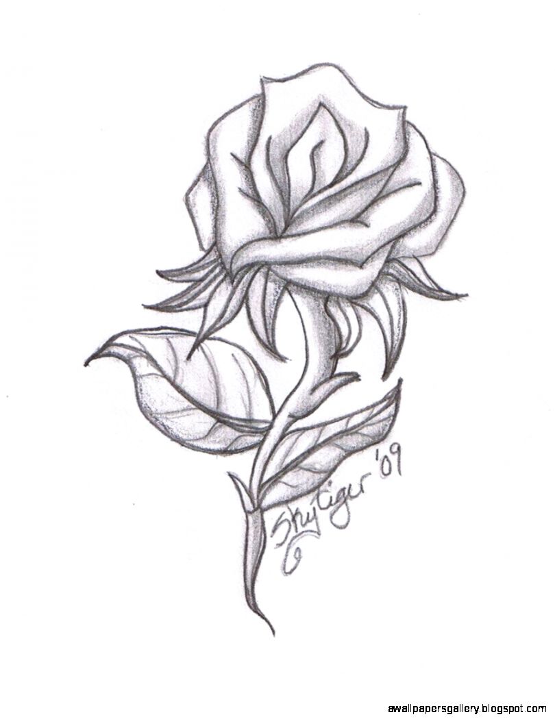 1000 images about Roses on Pinterest Rose Drawings Roses and 1000 images about Roses on Pinterest Rose Drawings Roses and