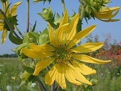 Illinois Wildflowers