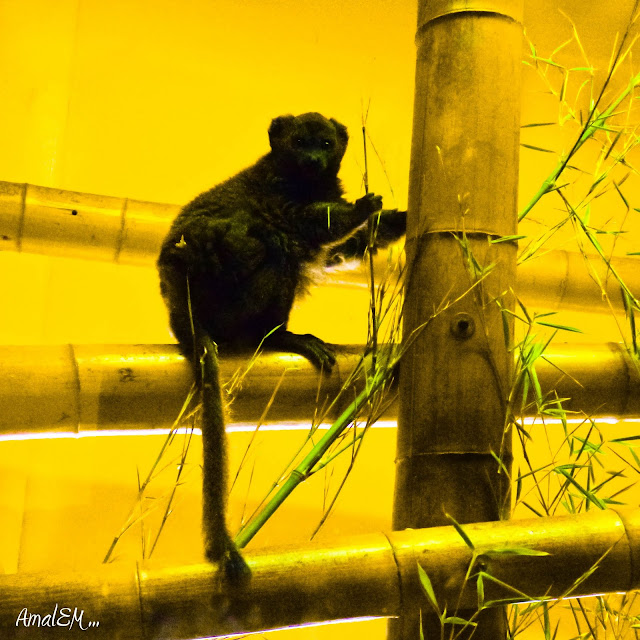 Ça titille les papilles !, Lémurien, Jaune, Zoo de Lunaret, Faune