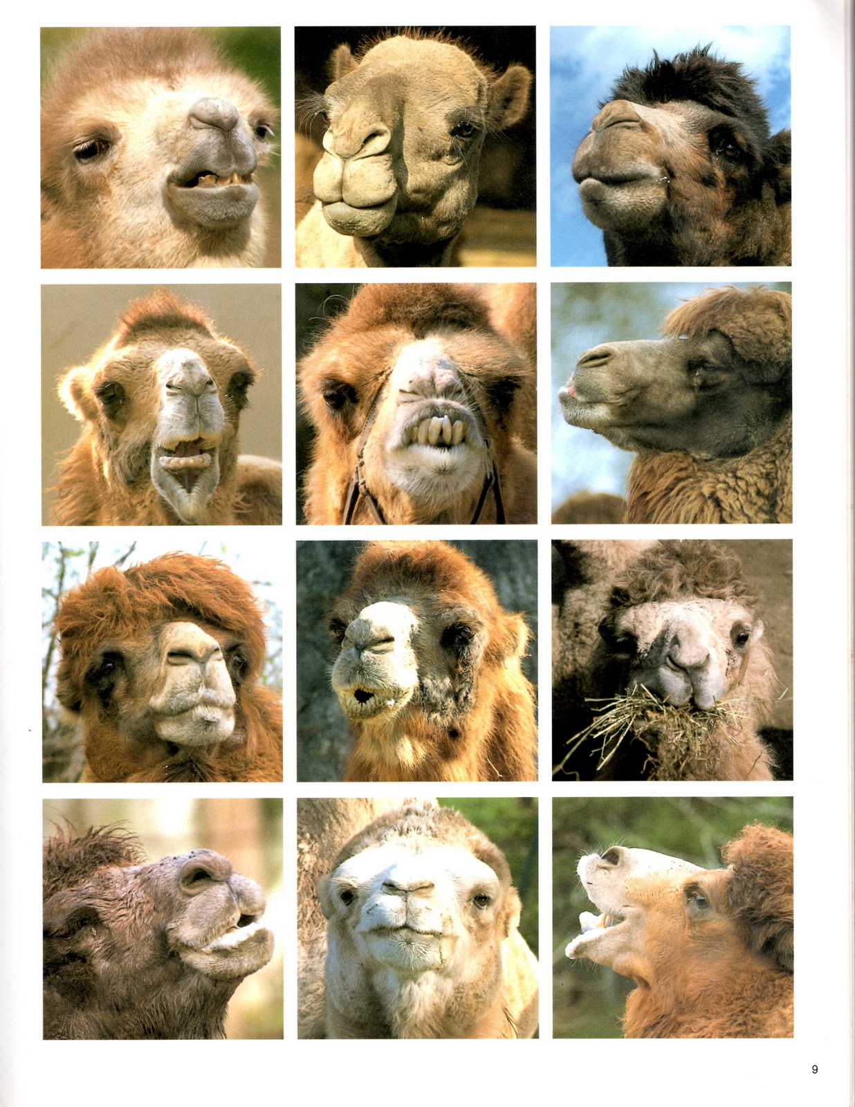 Animals Faces