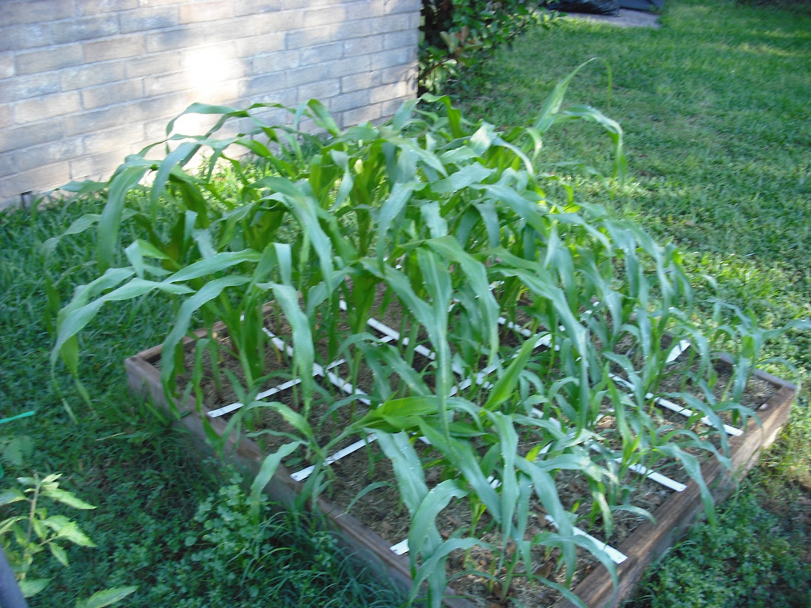 We Do Things Different Here In Texas Growing Sweet Corn For The