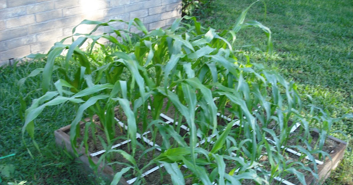 We Do Things Different Here in Texas Growing Sweet Corn for the Very