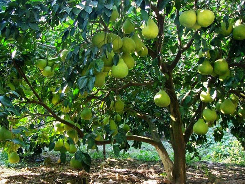 Joy in Thailand Nakhon Nayok Pomelo Fair