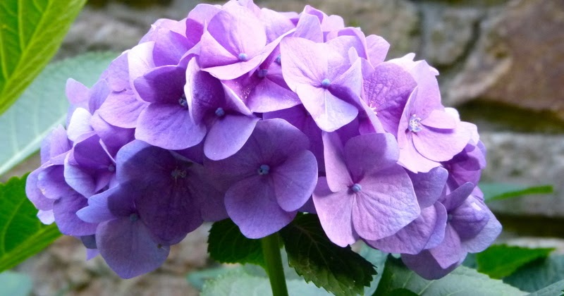 Bleu Hydrangea Transformation Of A Garden And A Self