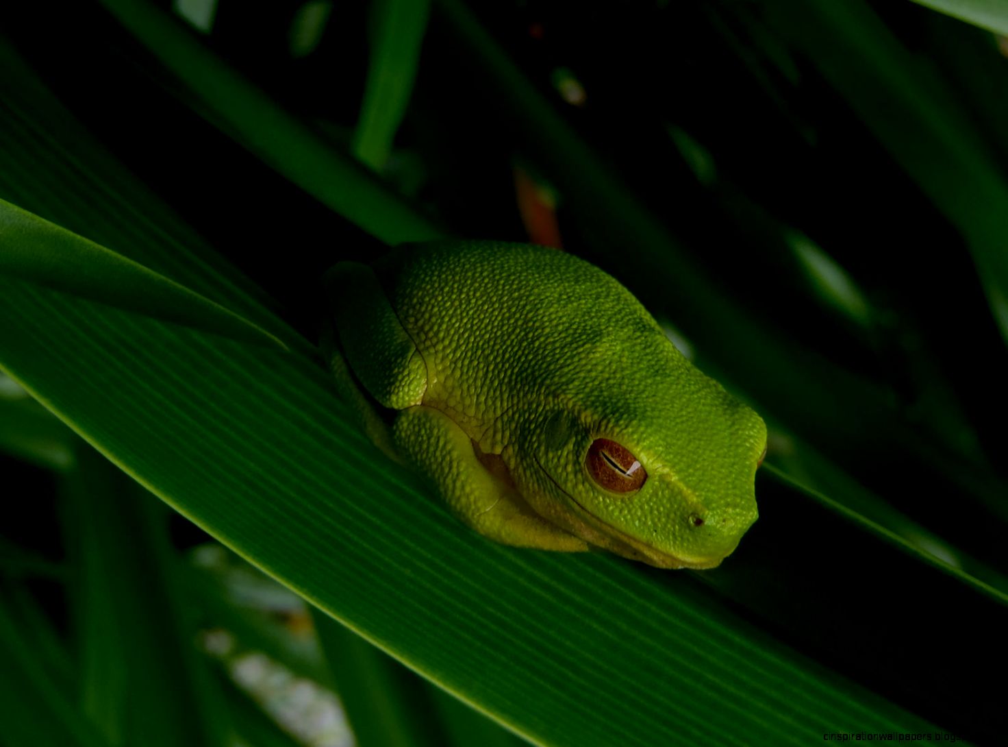 Eastern Dwarf Tree Frog Eastern Dwarf Tree Frog