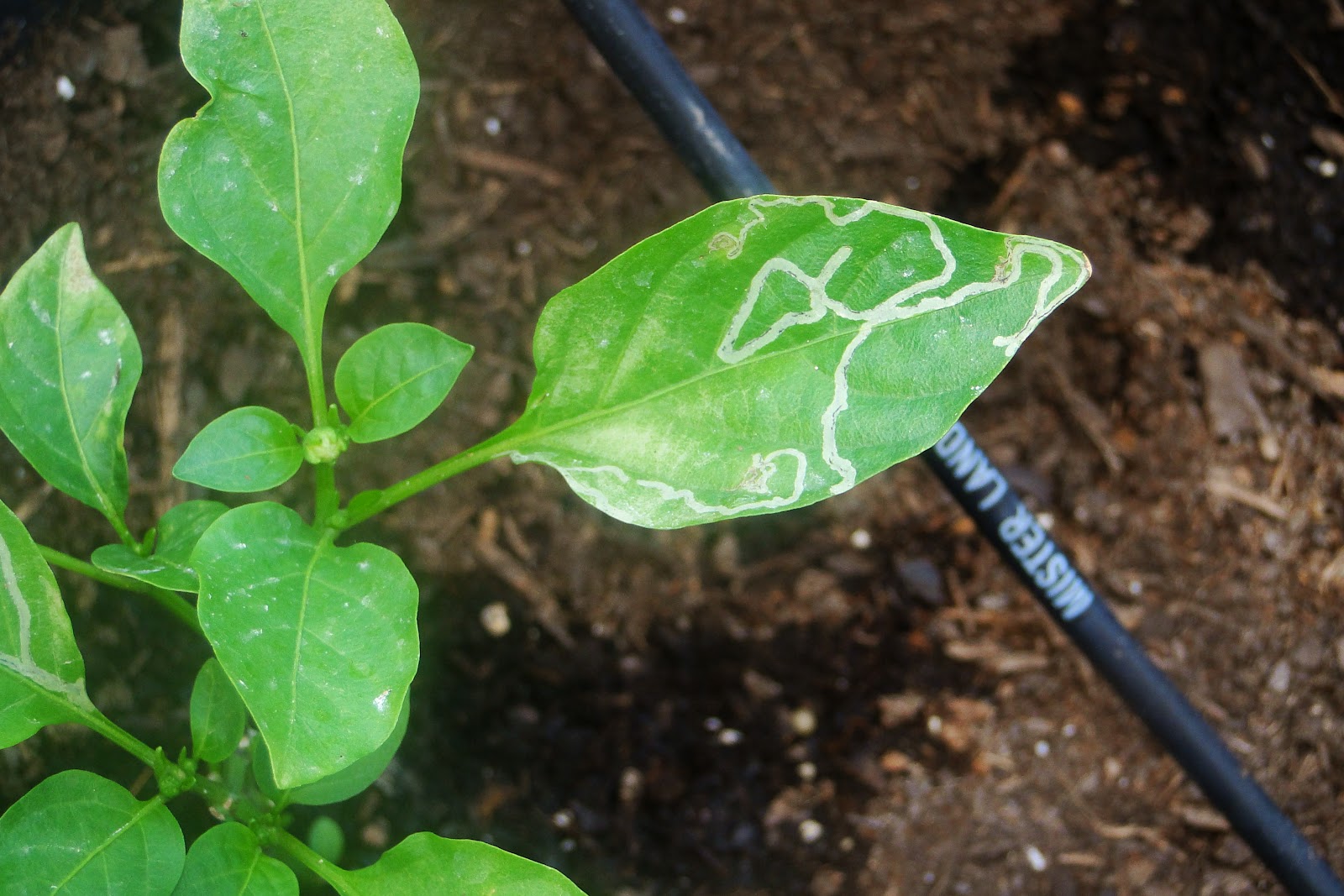 Alejandro Pepper Farm Leafminer Flies on Pepper Plants
