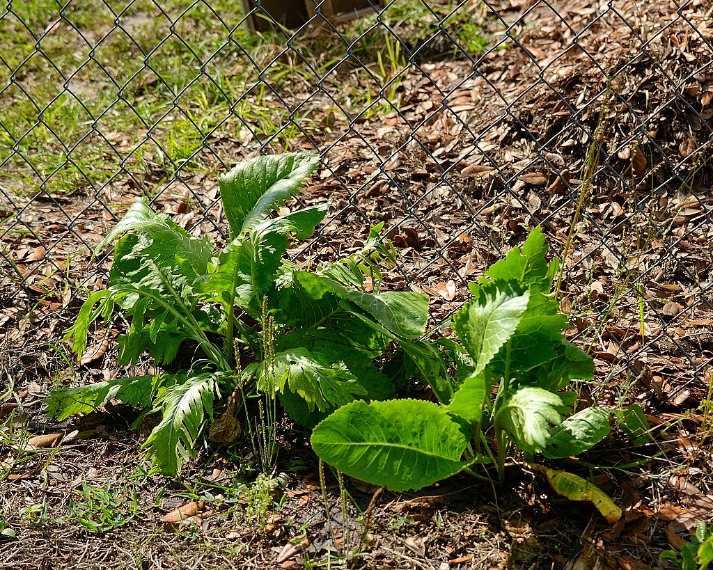 Horseradish Gibson City at Barbara Kowal blog