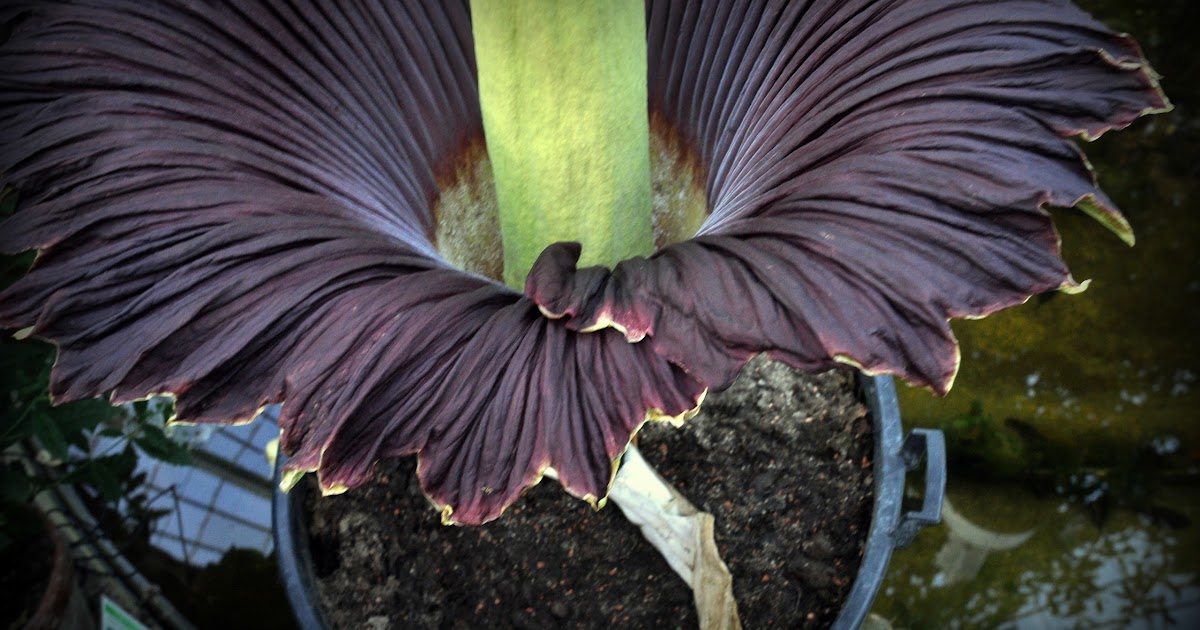 Verdens Storste Blomst Fundet I Indonesisk Jungle Bt Udland