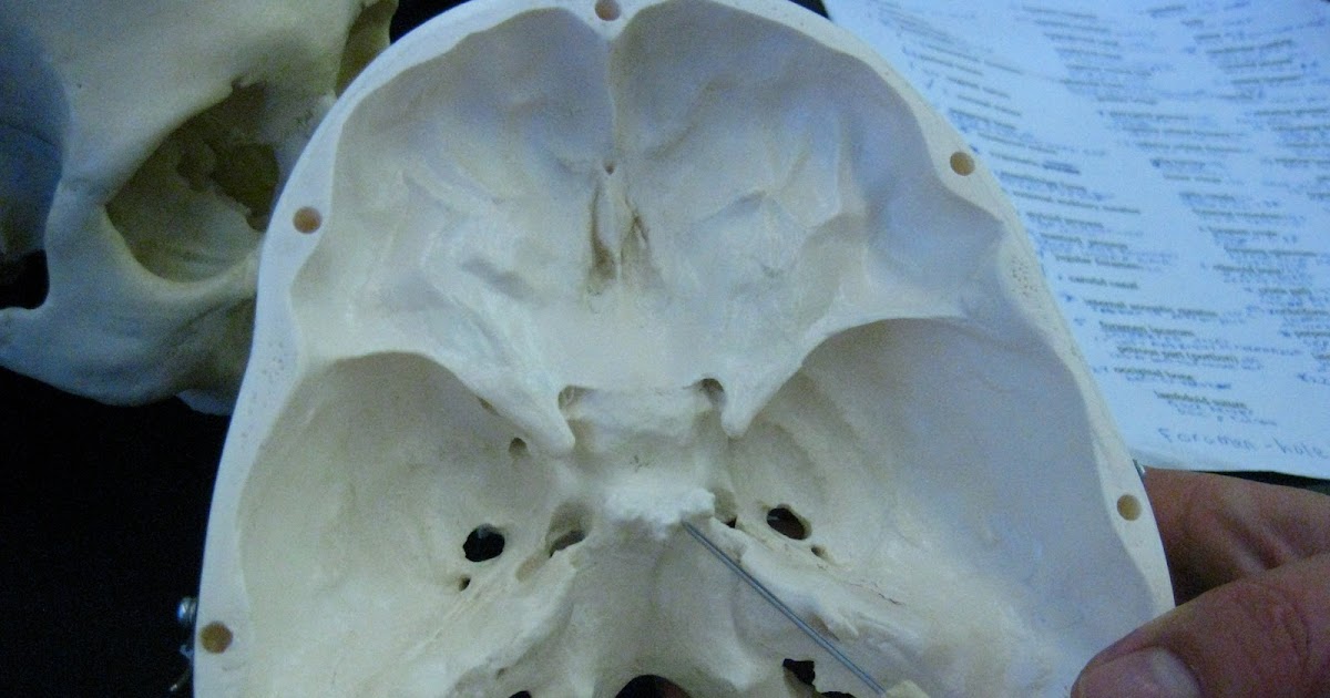 Boned: Human Skull - sella turcica (of sphenoid bone)