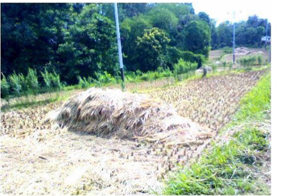 DUNIA TERNAK Pemanfaatan Limbah Pertanian Sebagai Pakan