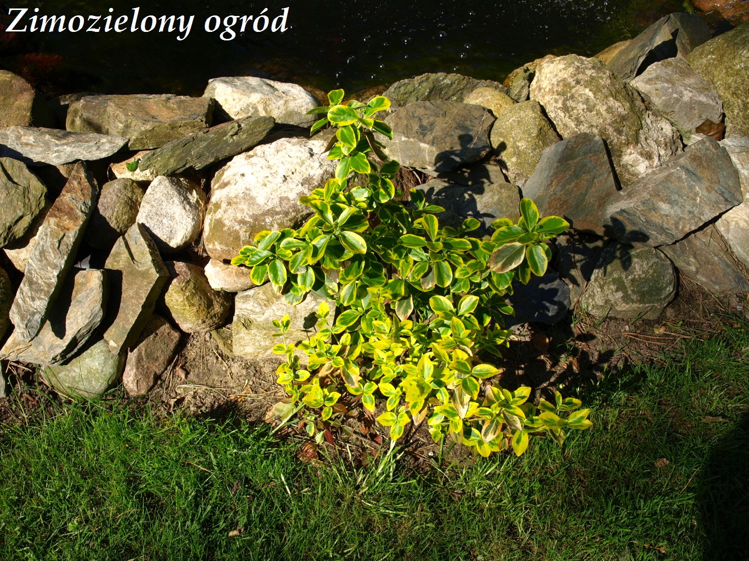 Zimozielony Ogrod Maja 2012